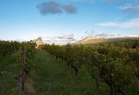 Les Grandes AOC du Languedoc : Terrasses du Larzac et Pic Saint Loup