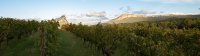 Les Grandes AOC du Languedoc : Terrasses du Larzac et Pic Saint Loup