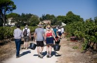 Vendanges Solidaires Languedoc - Dimanche 15 septembre 2024