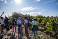 Vendanges Solidaires Languedoc - 17 septembre 2023